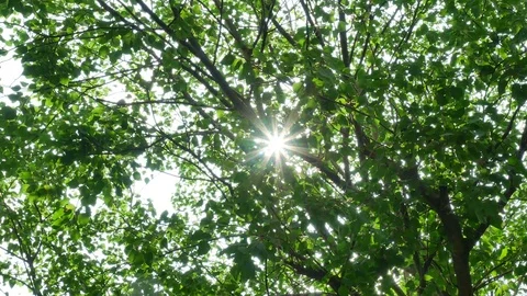 Trees background. green nature landscape. Stock Footage 73782910