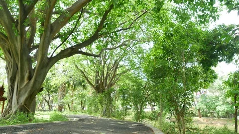 Trees background. green nature landscape. Stock Footage 73783430