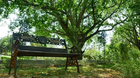 Trees background. green nature landscape. Stock Footage 73783628