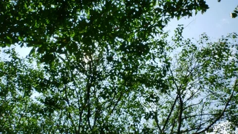 Trees background. green nature landscape. Stock Footage 73784704