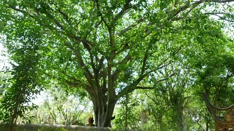 Trees background. green nature landscape. Stock Footage 73786411