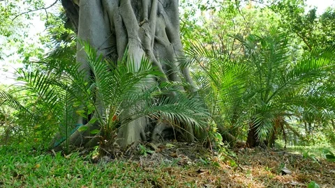 Trees background. green nature landscape. Stock Footage 73787293