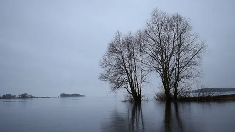 Trees on a background of  high water Stock Footage 121789056