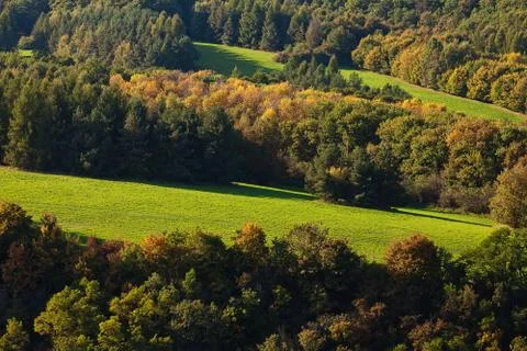 Trees on the background of the hillside Stock Photos