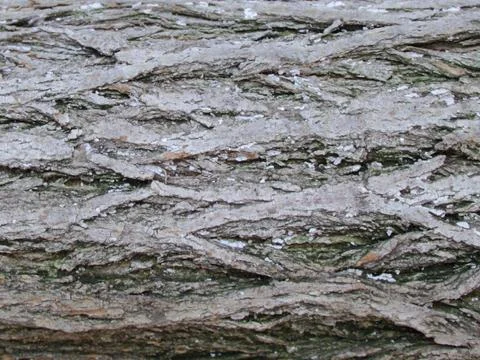 Trees background Stock Photos