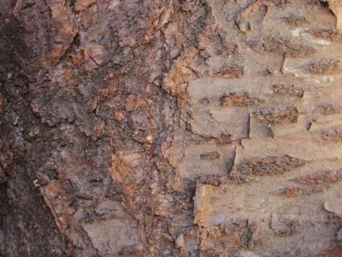 Trees background Stock Photos