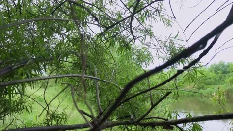 Trees in the background of the river. Stock Footage 171409641