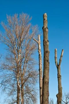 Trees on background of the sky. Stock Photos