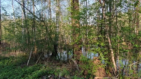 Trees in the background of a small pond Stock Footage 130279423