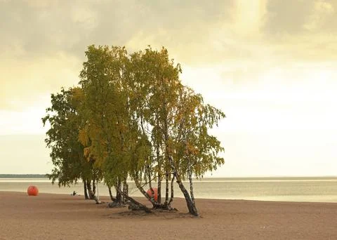 Trees on the background of sunset Stock Photos