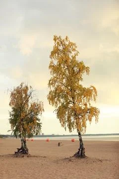 Trees on the background of sunset Stock Photos