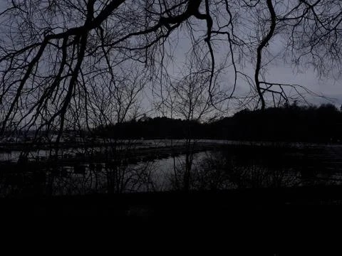 Trees on the background of water Stock Photos