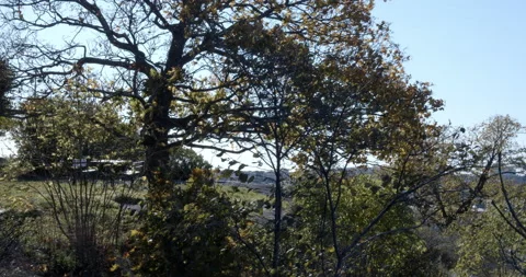 Trees in backlight blowing in the wind on a hill in Stockholm 스톡 동영상 163154712