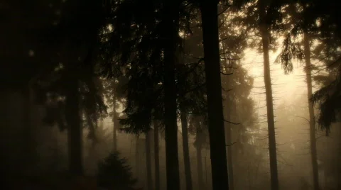 Trees backlight Stock Footage 589204