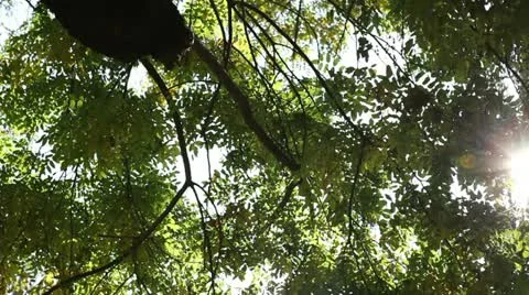 Trees in backlight 库存影片 11482757