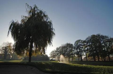 Trees in the backlight Stock Photos
