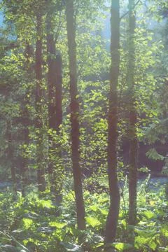 Trees backlighted by the sun Stock Photos