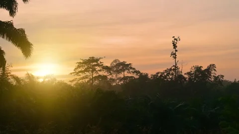 Trees in the backlit corner of the rainforest in the early morning light wi.. Stock Footage 321013605