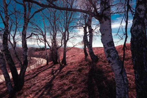 Trees backlite. A group of birch trees in midday light. Stock Photos
