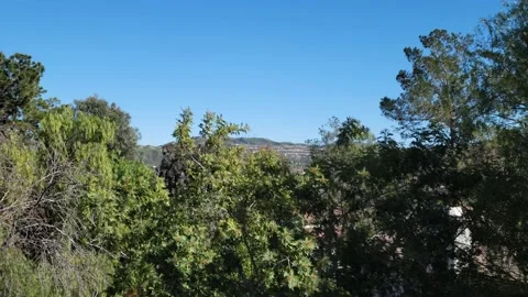 Trees in the backyard with suburban homes Stock Footage 230930688