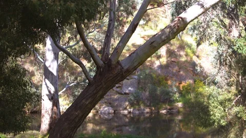 Trees at the bank of a lake Video stock 87120463