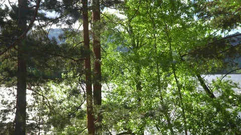 Trees on the bank of the mountain river. Stock Footage 92631511