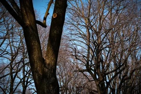 Trees with bare branches and cloudless blue sky Stock Photos