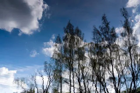 Trees with bare branches are reflected in the lake water Stock Photos