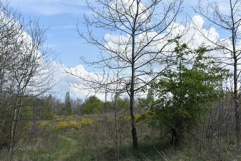 Trees with bare branches Stock Photos