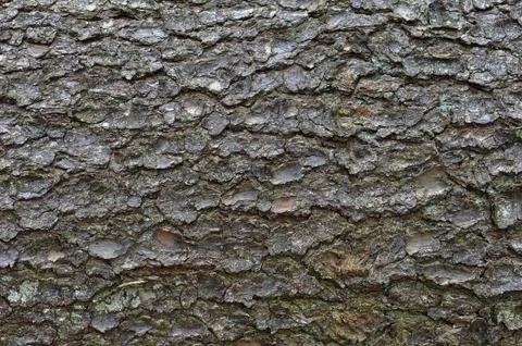 Tree's bark Stock Photos