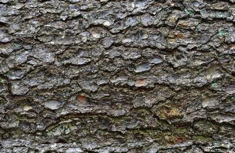 Tree's bark Stock Photos