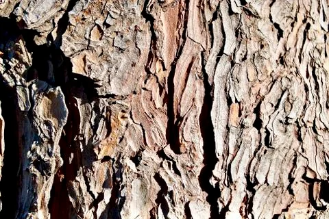 Tree's bark texture 스톡 사진