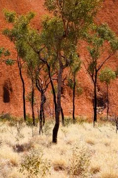 Trees at the base of uluru Stock Photos