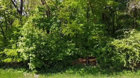 Trees based in Worsley Woods Stock Footage 76191053