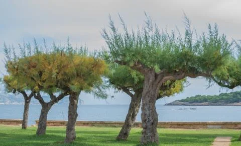 Trees by the bay Stock Photos