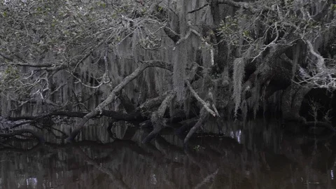 Trees in the Bayou Stock Footage