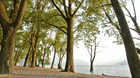 Trees on the beach 스톡 동영상 11408797