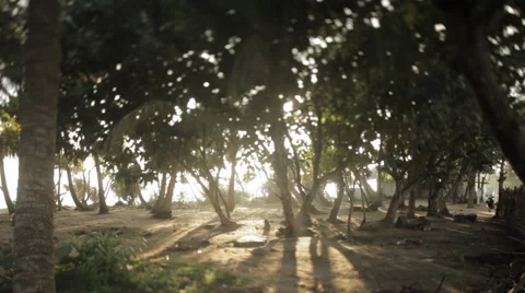 Trees on the beach Vidéo 41131763