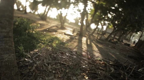 Trees on the beach Vidéo 41132094