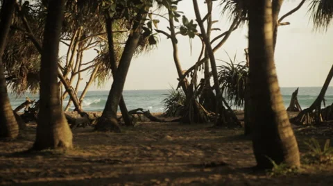 Trees on the beach Vidéo 41132898