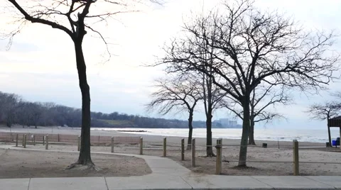Trees on the beach Stock-Footage 57874331