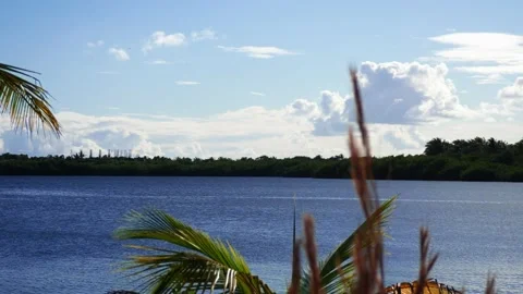 Trees on the beach 動画素材 237194059