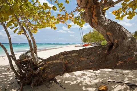 Trees on a beach Stock Photos