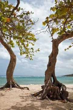 Trees on a beach Stock Photos
