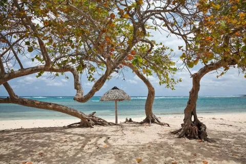 Trees on a beach Stock Photos