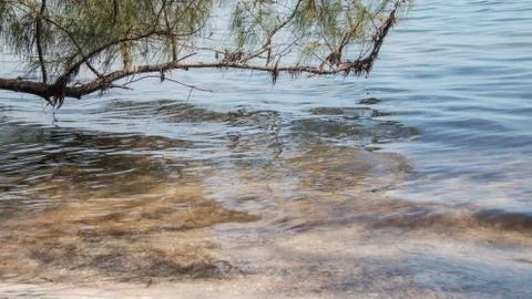 Trees on a beach Stock Photos