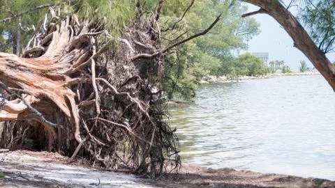 Trees on a beach Stock Photos