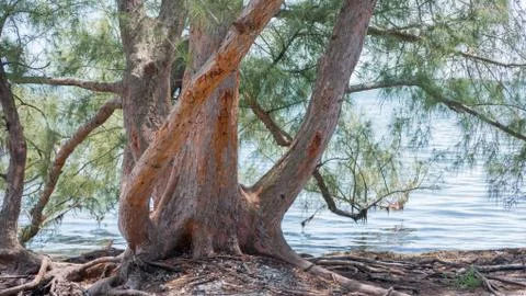 Trees on a beach Stock Photos