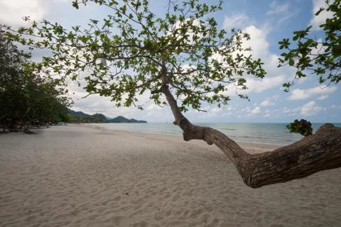 Trees on the beach Stock Photos