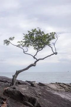 Trees on the beach Stock Photos